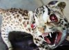 Badly Taxidemized Cheetah Terrible.jpg