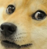 Doge small.PNG