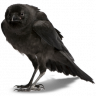 Chrono Crow