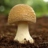 Mushroom-King