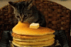 Cat Nibbling On Pancake GIF.gif