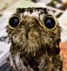 Derpy Owl Big Eyed Plea.jpg