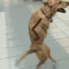 Hands Drawn On Handless Dog Walking On Two Legs GIF.gif