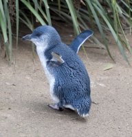 PenguinoTheGreatBambino