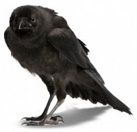 Chrono Crow
