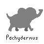 Pachydermus