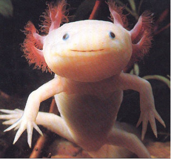 Pronounce axolotl Axolotl